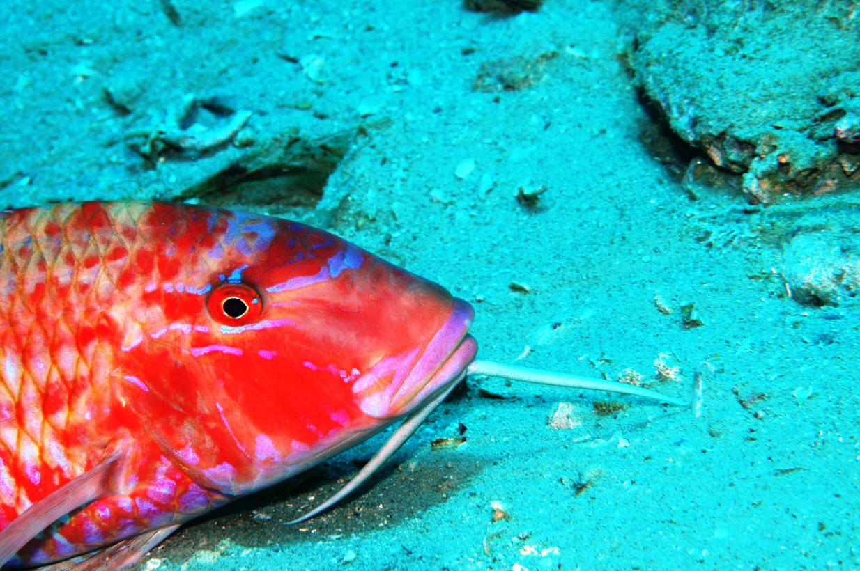 Parupeneus rubescens (Lacepède, 1801)